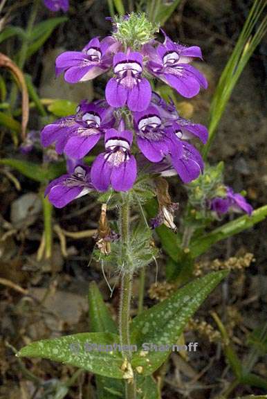 collinsia tinctoria 2 graphic